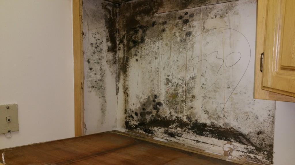 Health Effects Toxic Mold- Anne Arundel County MD - PTCC Environmental